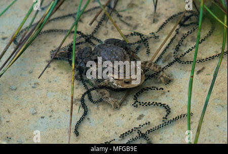 Le crapaud commun Bufo bufo en amplexus & cordes d'oeufs (spawn) Banque D'Images