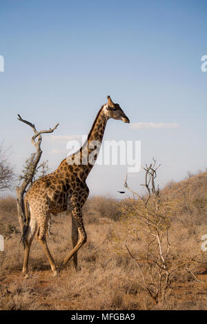 Girafe sauvages contre la toile de fond Banque D'Images