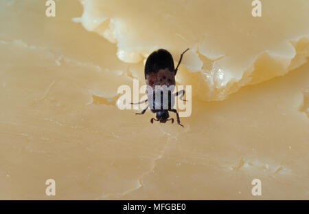 Dermestes lardarius LARDER BEETLE Banque D'Images