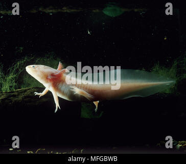 MEXICAN axolotl Ambystoma mexicanum Neotonic (larve) reproduction Banque D'Images