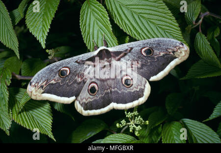 PEACOCK MOTH Saturnia pyri géant le plus grand amphibien Banque D'Images