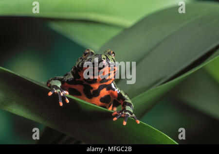 Feu ORIENTAL-BELLIED TOAD Bombina orientalis Banque D'Images