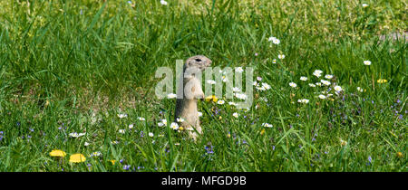 Spermophile mignon sur fresh flower meadow Banque D'Images