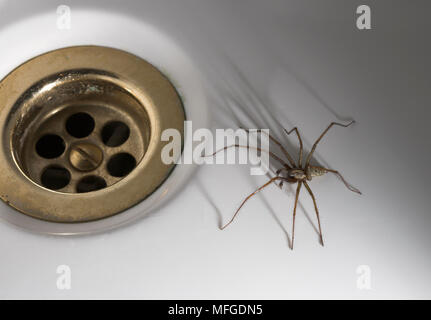 L'Araignée mâle dans la chambre baignoire Tegenaria sp. Sussex, UK Banque D'Images