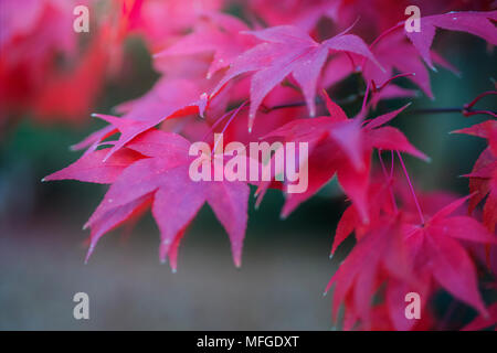 Soft focus tons de rose les feuilles d'automne Banque D'Images