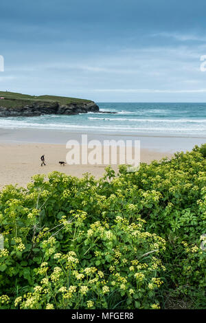 Smyrnium olusatrum (Alexander) croissant sur les falaises surplombant la baie de Treyarnon e sur la côte nord des Cornouailles. Banque D'Images