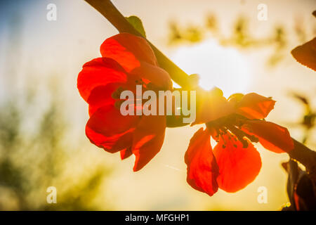 Belle japonaise apple tree, Malus floribunda, fleurs rouge avec le soleil qui brillait à travers le bas au début du printemps. Banque D'Images