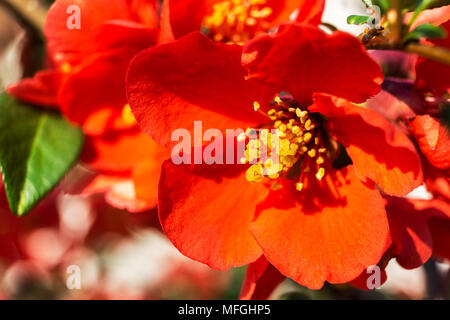 Libre d'une belle japonaise apple tree, Malus floribunda, fleur rouge au début du printemps. Banque D'Images