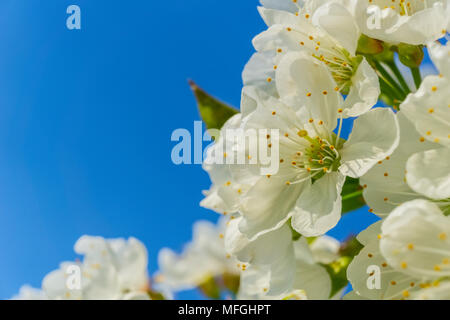 Gros plan sur les belles fleurs de cerisier blanc floraison sur un cerisier, Prunus avium, au printemps sur une journée ensoleillée avec ciel bleu solide. Banque D'Images