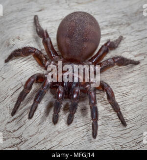 Brown Trapdoor Spider, (5 pers. Des Euphorbiaceae présente), Femme, Armidale, New South Wales, Australie Banque D'Images