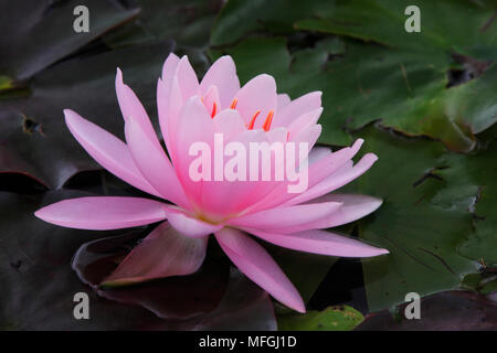 Nénuphar (Nymphaea spp.), Armidale New South Wales, Australie Banque D'Images