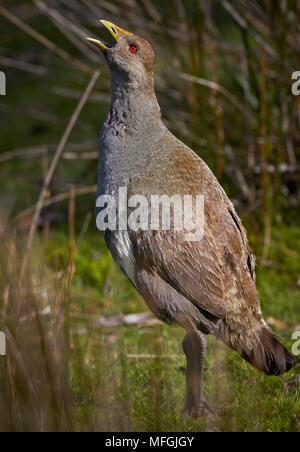 Originaire de Tasmanie-hen (Gallinula mortierii), Fam. Rallidae, appelant adultes, Cradle Mountain Lake St Clare Parc National, Tasmanie, Australie Banque D'Images