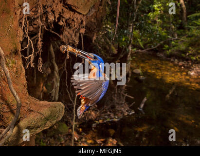 Azur Kingfisher (Alcedo azurea), Fam. Alcedinidae, des profils avec Yabby nid près de creux, le Parc National Washpool, New South Wales, Australie Banque D'Images