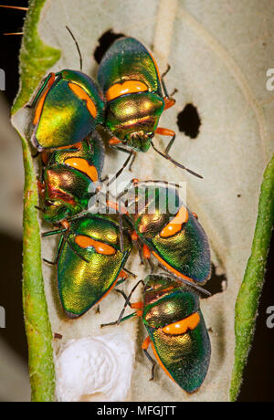 Green Jewel Bug (Lampromicra le sénateur), Fam. Scutelleridae, Carnarvon Gorge National Park, Queensland, Australie Banque D'Images