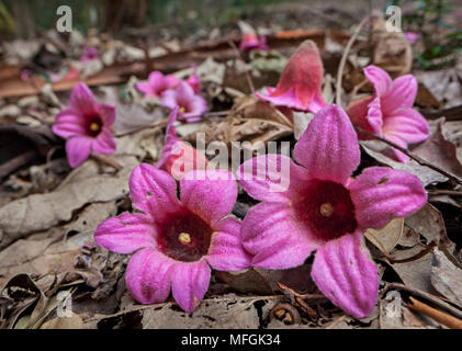 Faire Lacebark amongt Fleurs Feuilles mortes (Brachychiton discolor), Fam. Malvaceae, Cumberland State Forest, New South Wales, Australie Banque D'Images