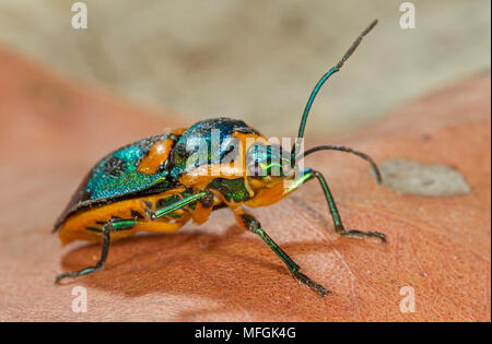 Bijou métallique Bug (Scutiphora pedicellata), Fam. Scutelleridae, Adulte, Armidale, New South Wales, Australie Banque D'Images