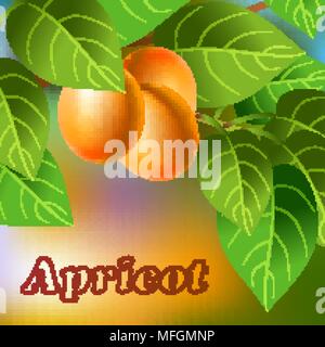 Orange, juteuse, abricots doux sur une branche pour votre conception. Vector illustration Illustration de Vecteur