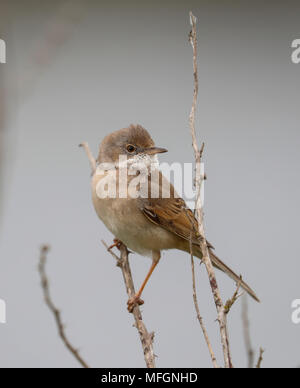 Fauvette grisette (Sylvia communis) Banque D'Images