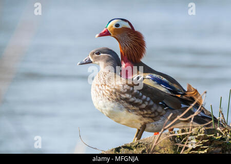 Close-up of two Canard mandarin (Aix galericulata) mâle et femelle se reposant sur une rive du fleuve pendant la saison de printemps. L'accent sur les femmes. Banque D'Images