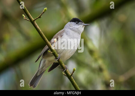 Eurasian blackcap (Sylvia atricapilla) à travers les branches des arbres et bush durant la saison Printemps Banque D'Images