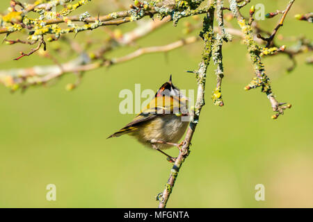 Libre d'un petit Regulus ignicapilla firecrest (commune) de nourriture des oiseaux à travers les branches des arbres et bush durant le printemps sur une journée ensoleillée Banque D'Images