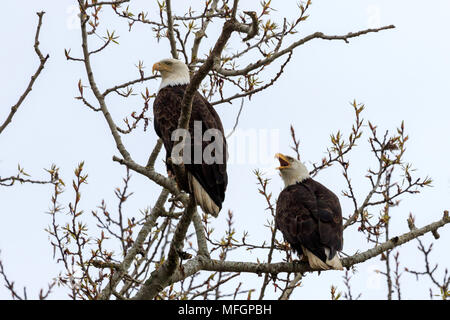 Paire de Pygargues à tête blanche perché sur les branches d'arbres Banque D'Images