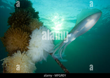 Bigfin reef squid Sepioteuthis lessoniana :, tendant les oeufs qui ont été posées le long d'une ligne de bouées, prises au crépuscule, le Détroit de Lembeh Banque D'Images