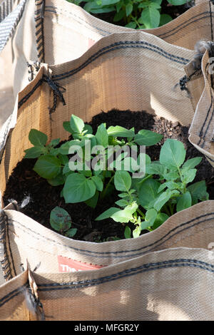 Solanum tuberosum. La Vizelle plantes poussant dans des sacs au début du printemps. L'Angleterre Banque D'Images