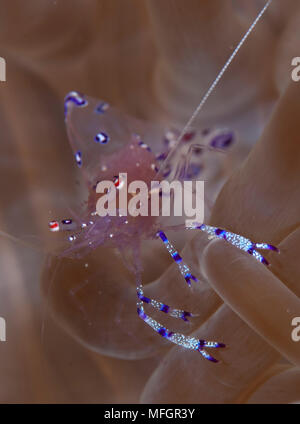 Anémone (crevette Periclimenes Sarasvati sarasvati), l'anémone à Gorontalo, Sulawesi, Indonésie Banque D'Images