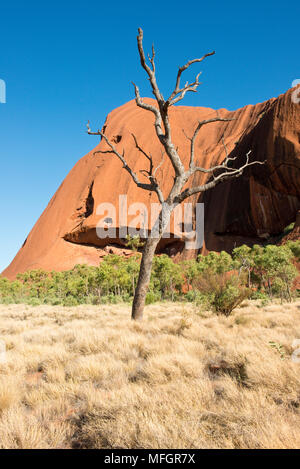 Arbre dénudé à Kuniya. Uluru (Ayers Rock). Uluṟu-Kata Tjuṯa National Park. Territoire du Nord, Australie Banque D'Images