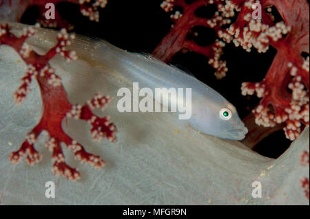Pleurosicya ghostgoby : corail mou boldinghi, couché sur blanc/rouge corail mou, détroit de Dampier, Raja Ampat Banque D'Images