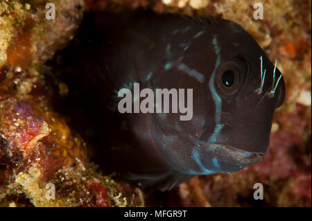 Brown coral : Atrosalarias blennies fuscus, sur le site d'un hide, Raja Ampat, Indonésie Banque D'Images