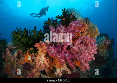 Approches d'un plongeur coraux mous multicolores (Dendronephthya sp.) et de crinoïdes sur la superbe coralliens du sud de Raja Ampat, Papouasie occidentale, en Indonésie Banque D'Images