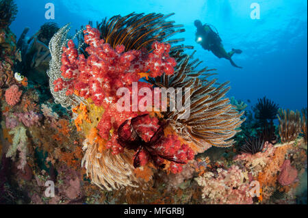 Approches d'un plongeur coraux mous multicolores (Dendronephthya sp.) et de crinoïdes sur la superbe coralliens du sud de Raja Ampat, Papouasie occidentale, en Indonésie Banque D'Images