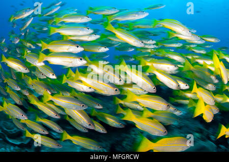 Brownstripe la scolarité, vitta), Raja Ampat, Papouasie occidentale, en Indonésie Banque D'Images