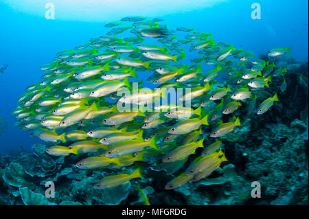 Brownstripe la scolarité, vitta), Raja Ampat, Papouasie occidentale, en Indonésie Banque D'Images