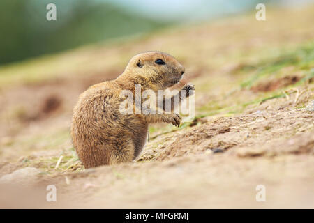 Close up d'un chien de prairie (Cynomys ludovicianus) légumes de l'alimentation et les plantes. Ce rongeur de la famille des Trochilinae se trouve dans le Grand P Banque D'Images