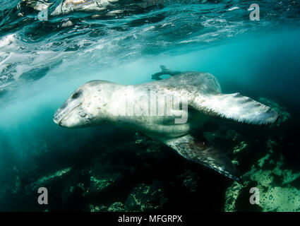 Une rencontre rapprochée avec un Leopard seal (Hydrurga leptonyx), l'Astrolabe, l'île de l'Antarctique Banque D'Images