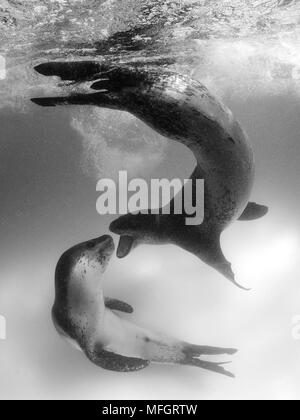 Une image rare d'une paire d'interaction le Léopard de mer (Hydrurga leptonyx), l'Astrolabe, l'île de l'Antarctique Banque D'Images