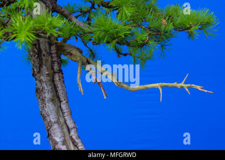 Mélèze japonais Bonsai dans la formation en Irlande du Nord. Larix kaempferi. Entièrement câblé au printemps 2018 dans un pot rectangulaire émaillée profonde Banque D'Images