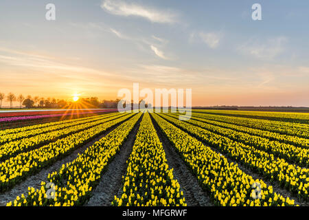 Le lever du soleil sur le champ de tulipes jaunes dans la municipalité de Noordoostpolder, Flevoland
