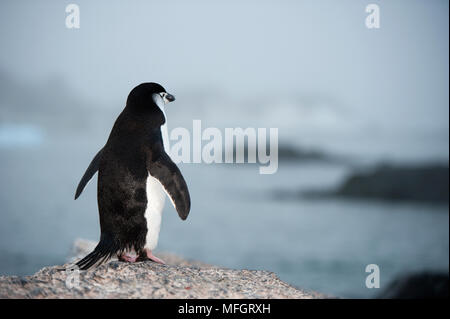 Manchot à Jugulaire (Pygoscelis antarcticus), vue arrière donnant sur un paysage de l'Antarctique, l'Antarctique, l'île de gourdin Banque D'Images