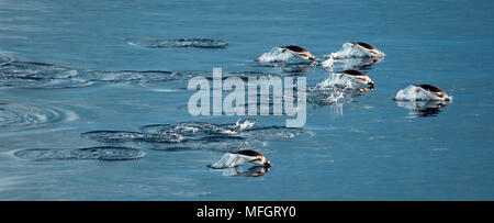 Gentoo pingouin (Pygoscelis papua), sauter tout en natation, Gourdin, l'Antarctique l'île Banque D'Images