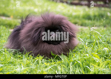 Mignon petit canard noir assis sur l'herbe Banque D'Images