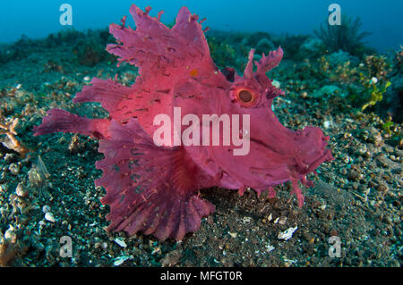 Un brillant rose / violet paddle-flap : Rhinopias eschmeyeri scorpénidés sur sable volcanique, Tulamben, Bali Banque D'Images