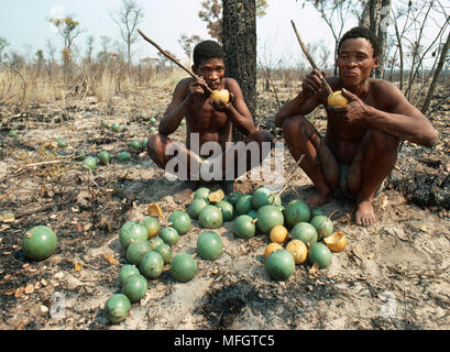 Les bushmen MONKEY oranges qu'ils ont recueillies Banque D'Images