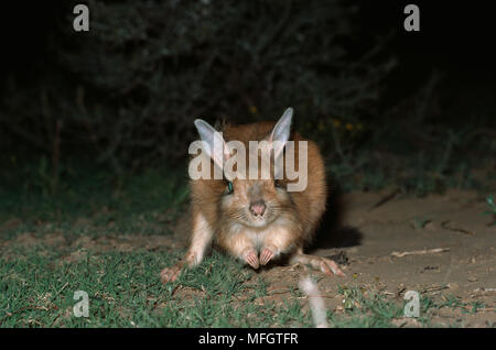 Train Afrique du Sud Pedetes capensis grands rongeurs fouisseurs, nocturne Banque D'Images