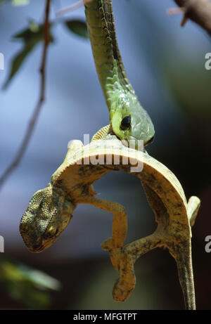 Dispholidus typus BOOMSLANG SERPENT manger caméléon. L'Afrique du Sud Banque D'Images