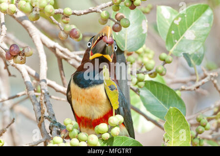 Chestnut-eared Aracari se nourrissant de fruits de l'arbre dans le Pantanal, dans le sud du Brésil Banque D'Images