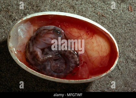 Le crocodile du Nil Crocodylus embryon dans niliticus sectioned egg Natal, Afrique du Sud Banque D'Images